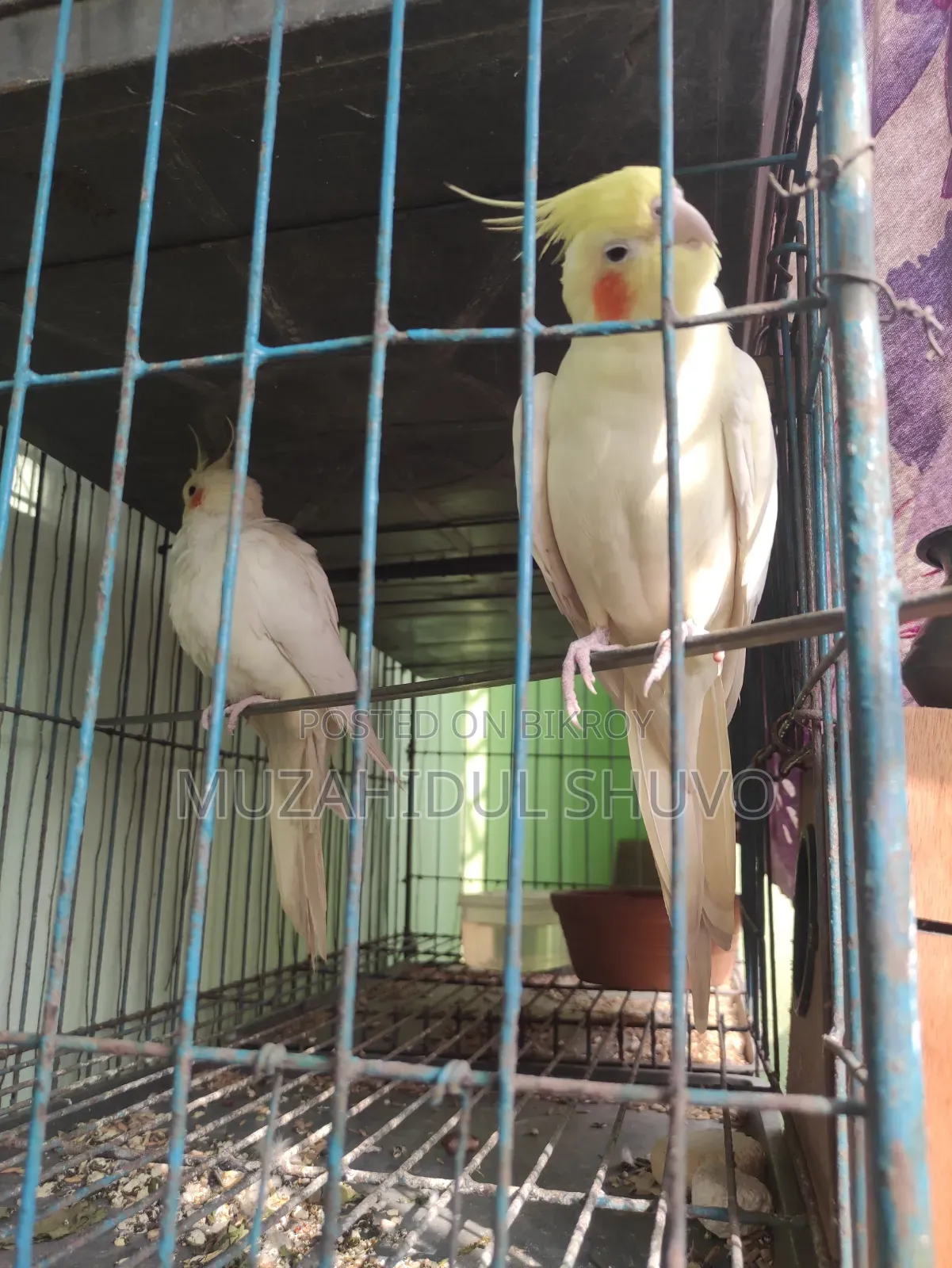 Cockatiel Bird