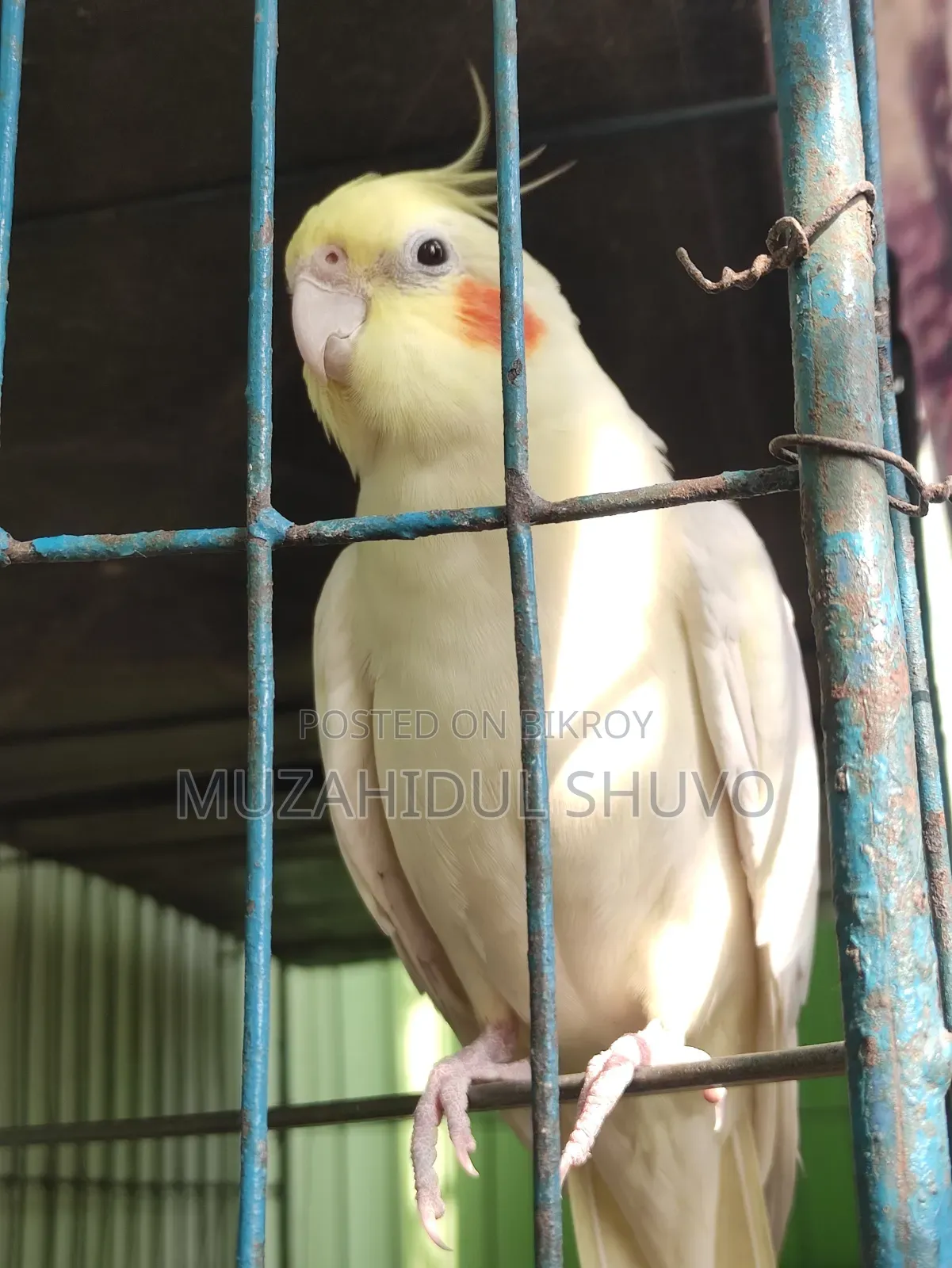Cockatiel Bird