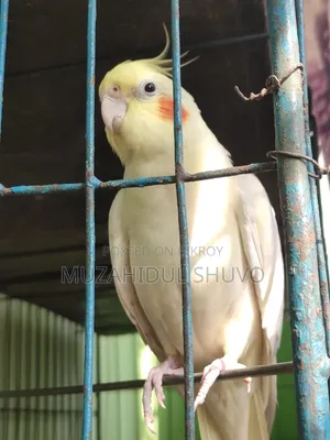 Cockatiel Bird