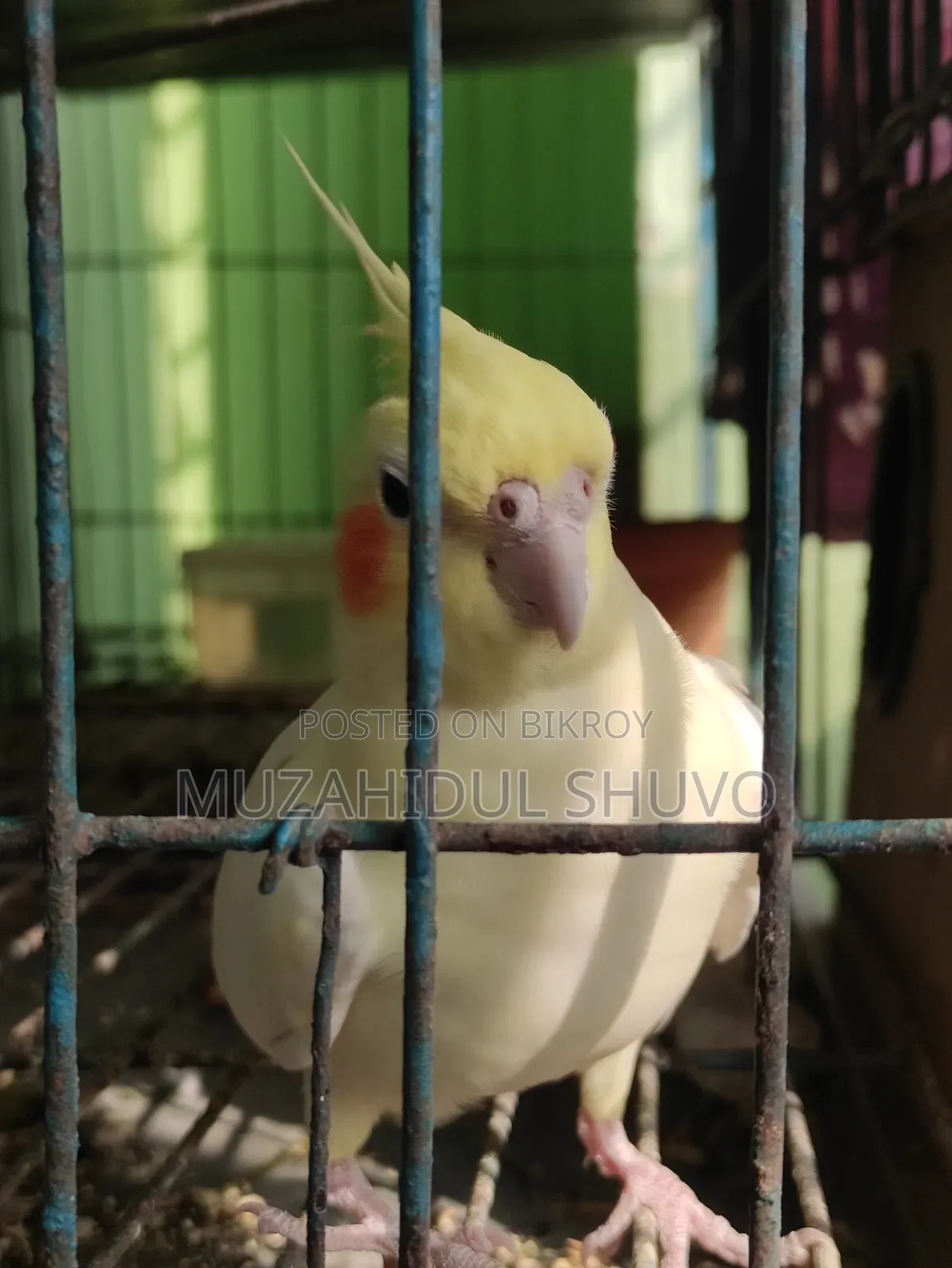 Cockatiel Bird