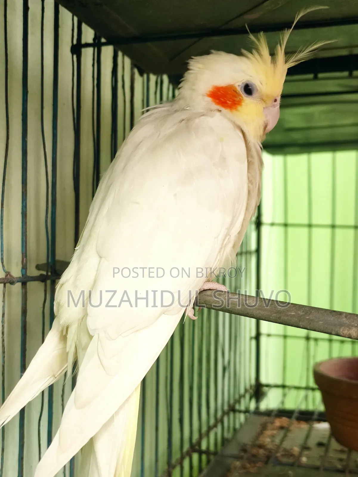 Cockatiel Bird