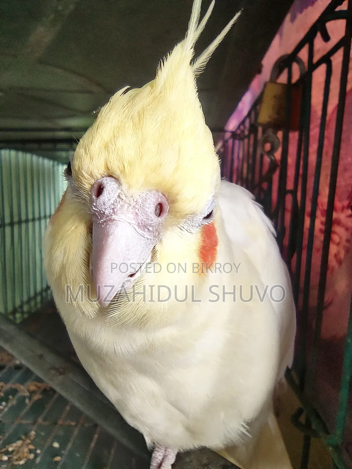 Cockatiel Bird