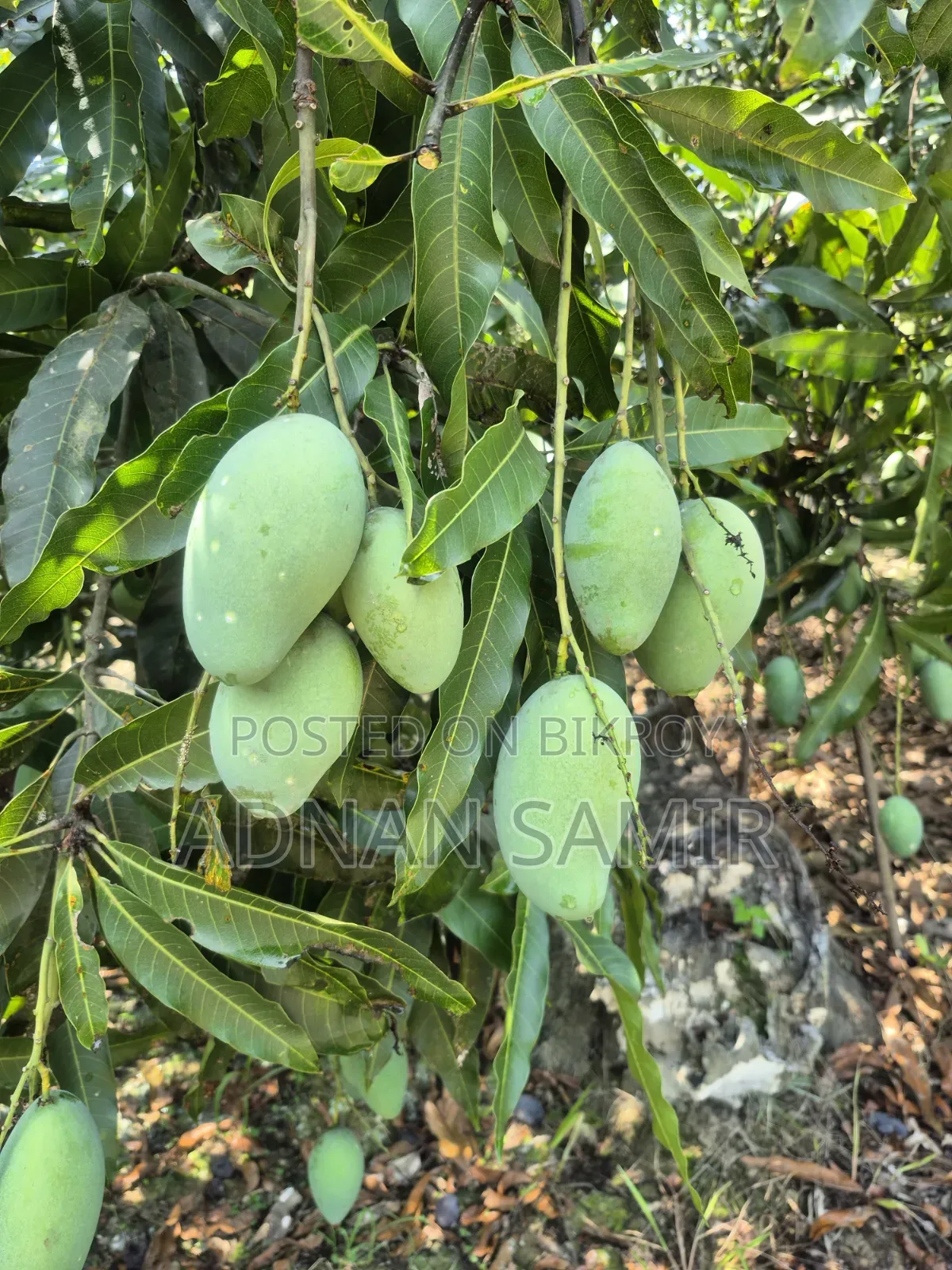 বিভিন্ন ধরনের আম