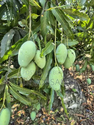 Various types of mangoes