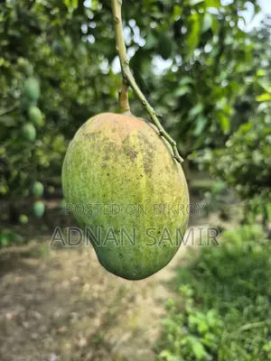 বিভিন্ন ধরনের আম