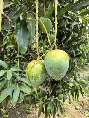 বিভিন্ন ধরনের আম