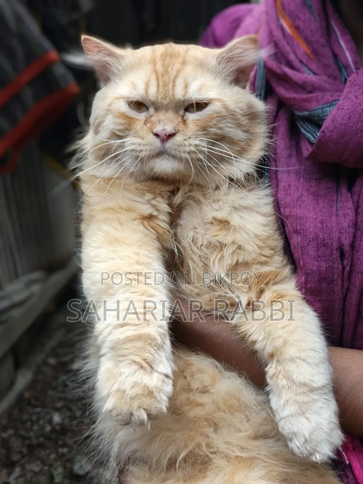 1+ Year Male Purebred Persian