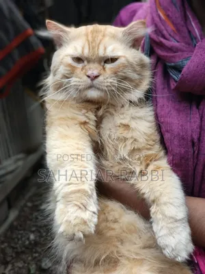 1+ Year Male Purebred Persian
