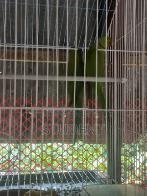 Running Tiya (Parakeet)