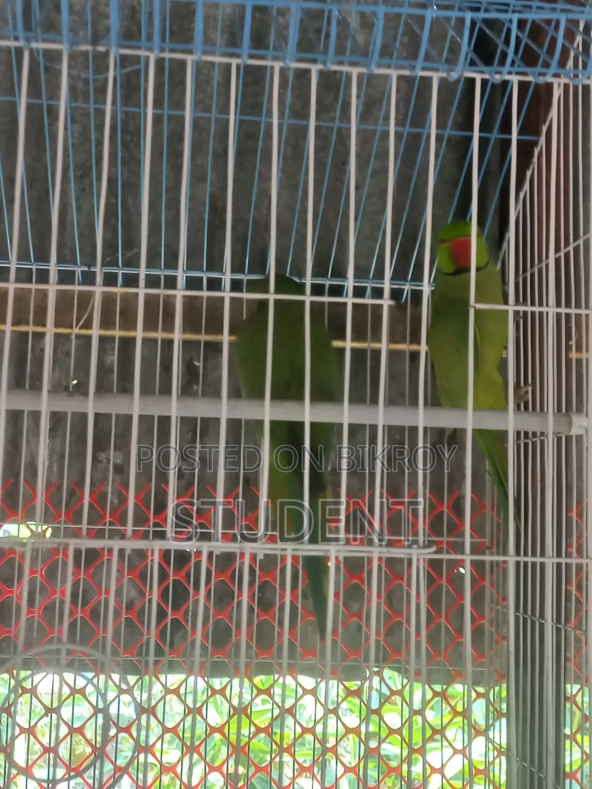 Running Tiya (Parakeet)