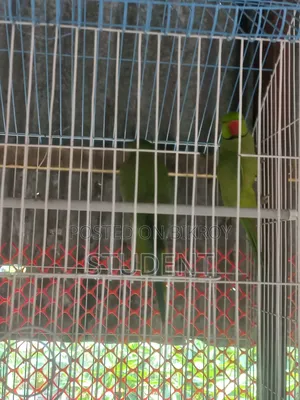 Running Tiya (Parakeet)