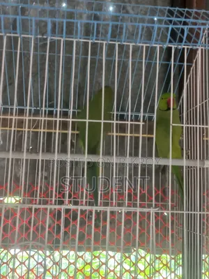 Running Tiya (Parakeet)