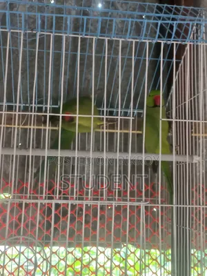 Running Tiya (Parakeet)