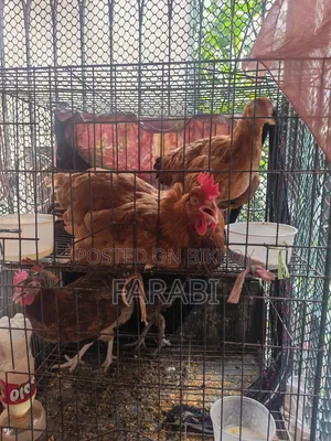 দেশী মুরগী