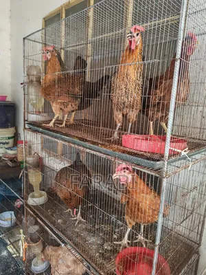 দেশী মুরগী
