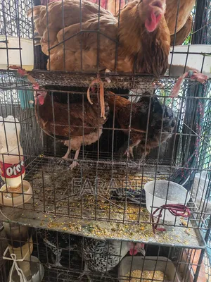 দেশী মুরগী