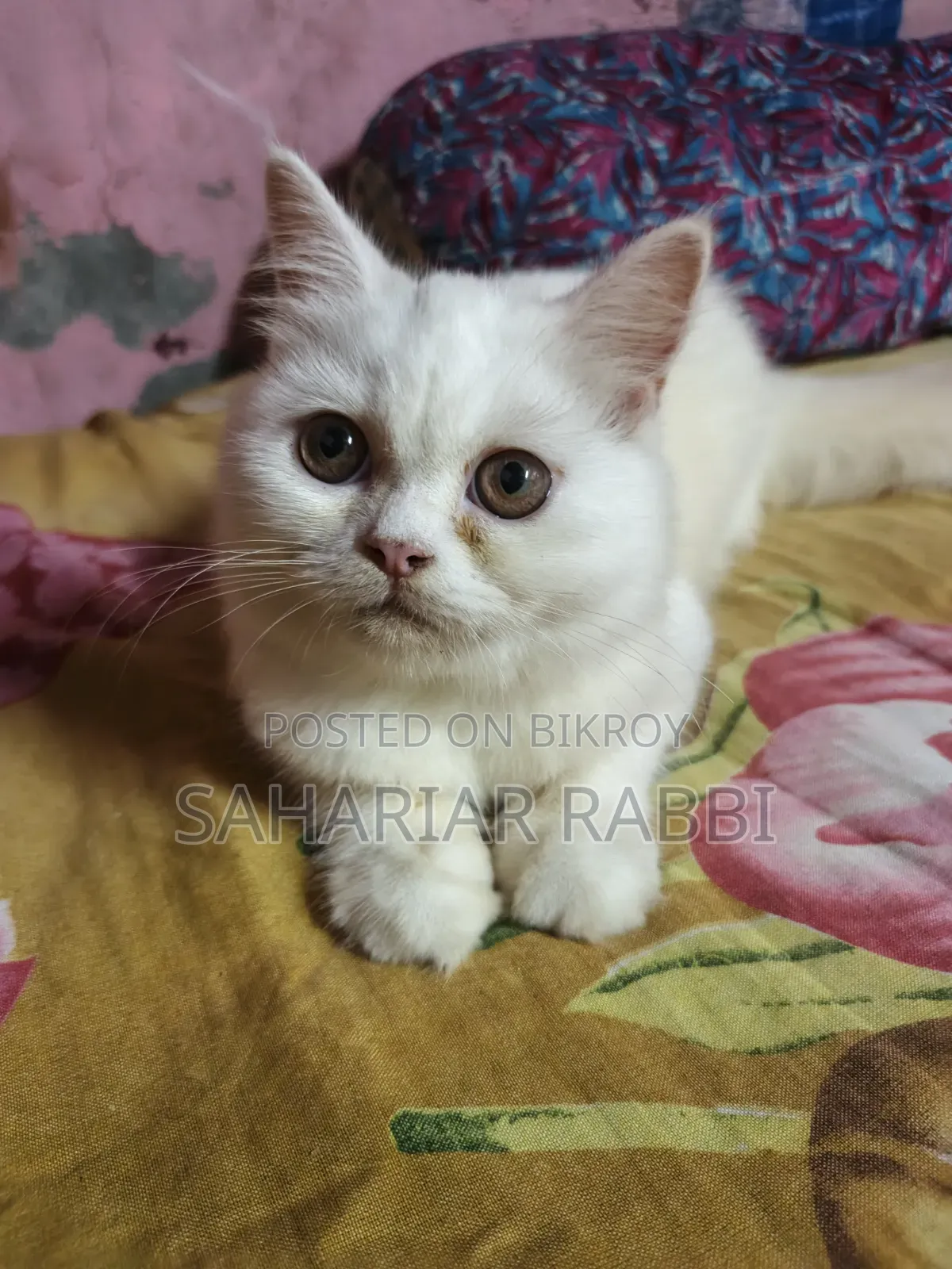 6-12 Months Female Purebred Persian