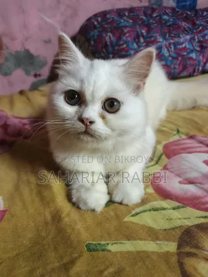 6-12 Months Female Purebred Persian