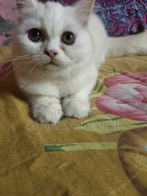 6-12 Months Female Purebred Persian