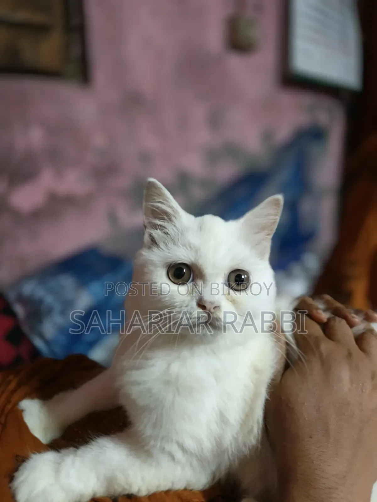 6-12 Months Female Purebred Persian