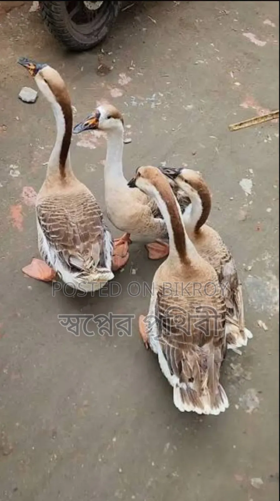 রাজহাঁস জরুরী বিক্রি