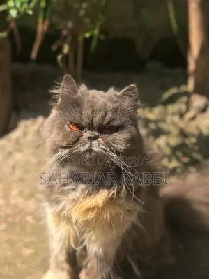 6-12 Months Female Purebred Persian