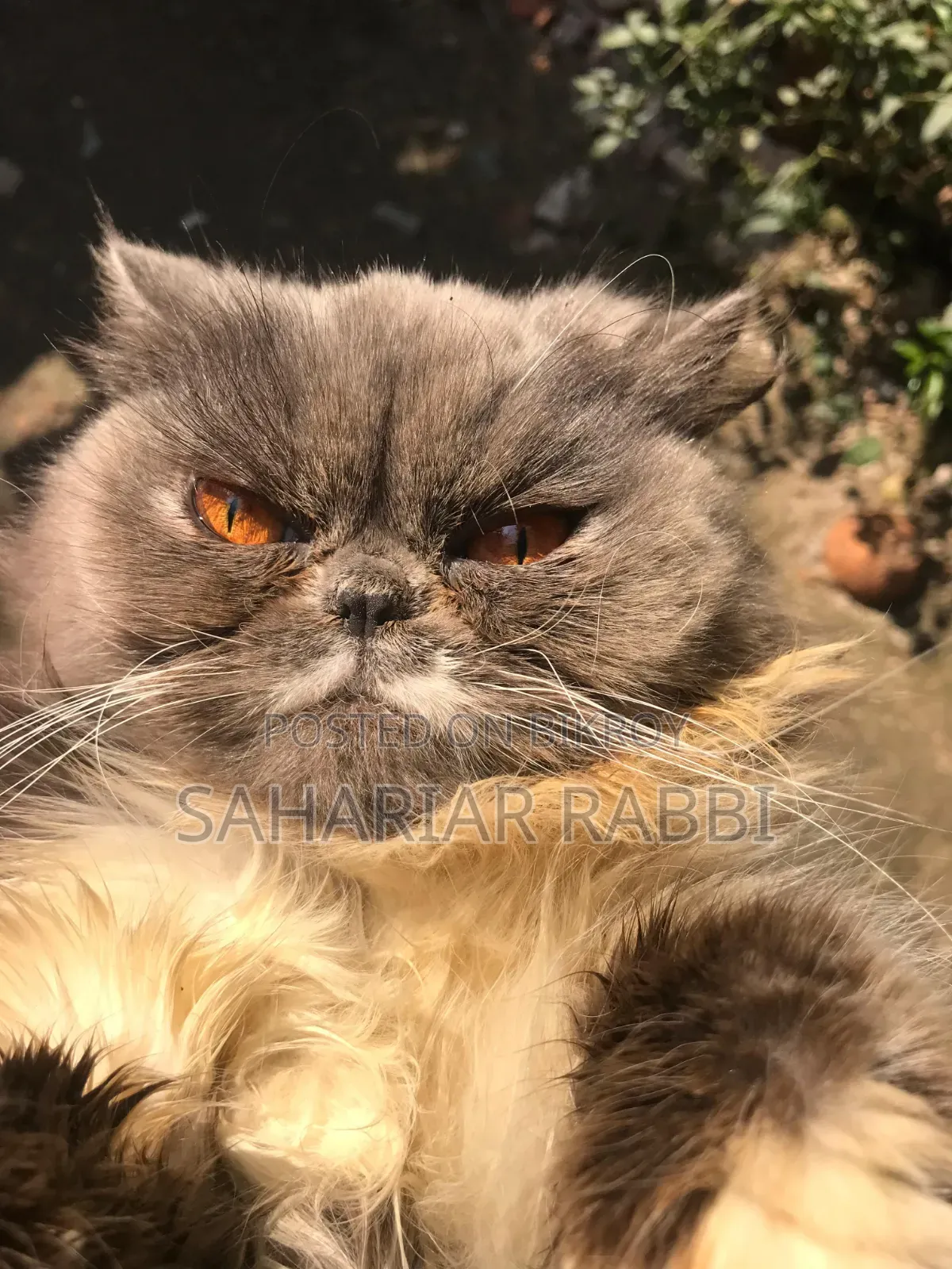 6-12 Months Female Purebred Persian