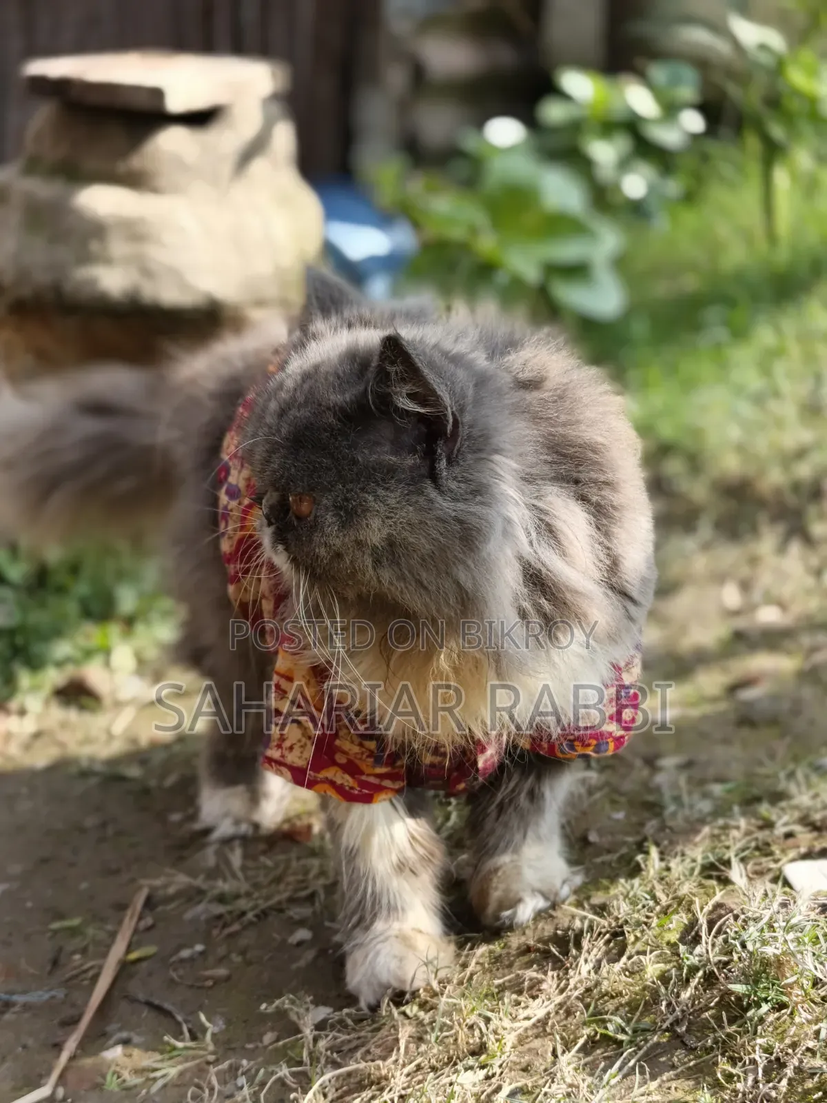 6-12 Months Female Purebred Persian