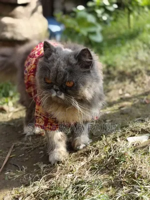 6-12 Months Female Purebred Persian