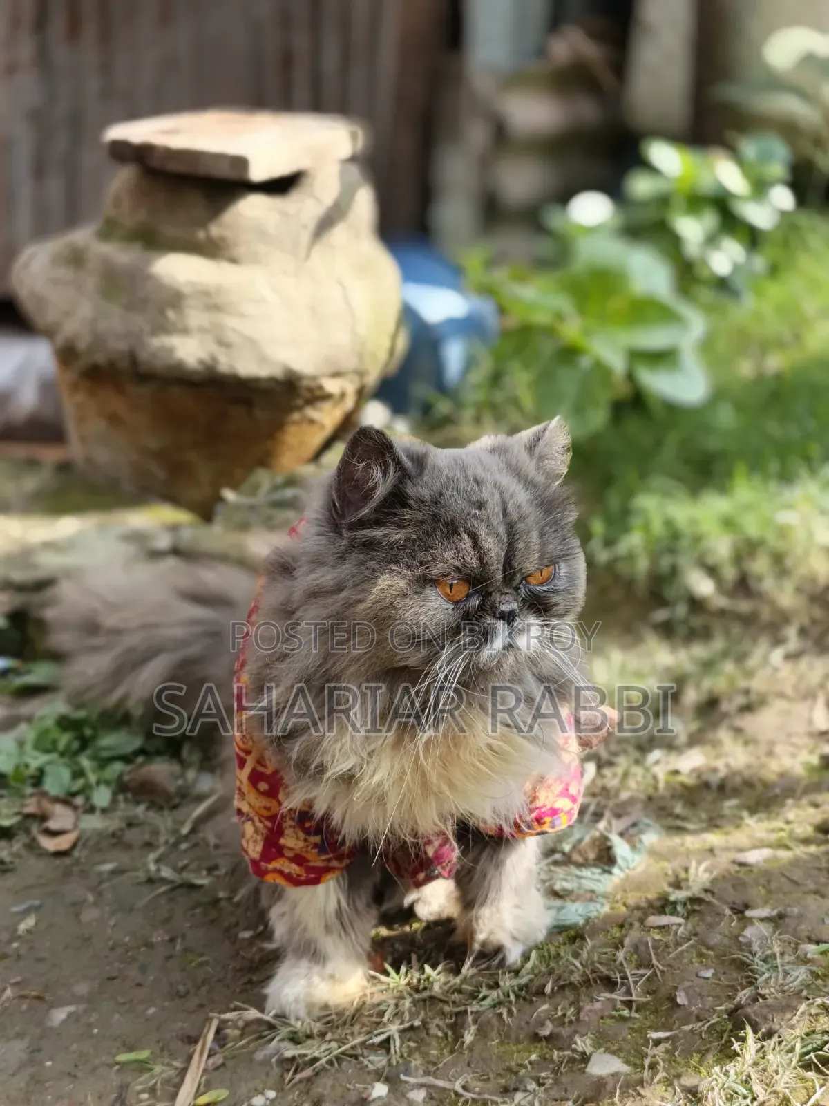 6-12 Months Female Purebred Persian