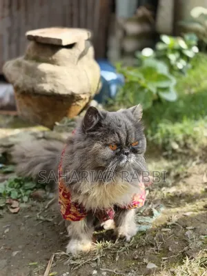 6-12 Months Female Purebred Persian