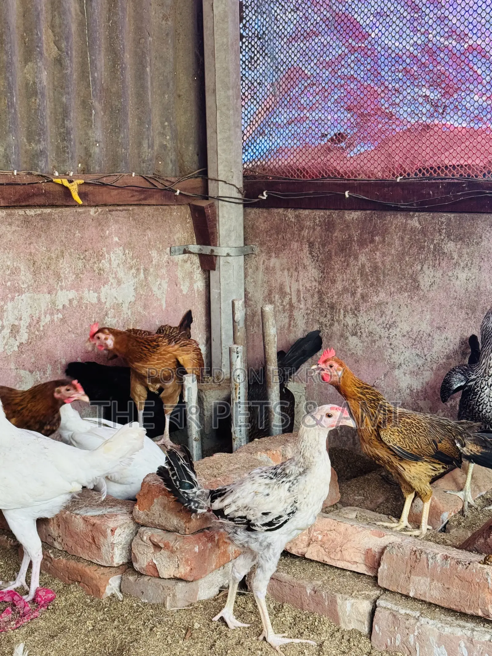 দেশি মোরগ + মোরগী