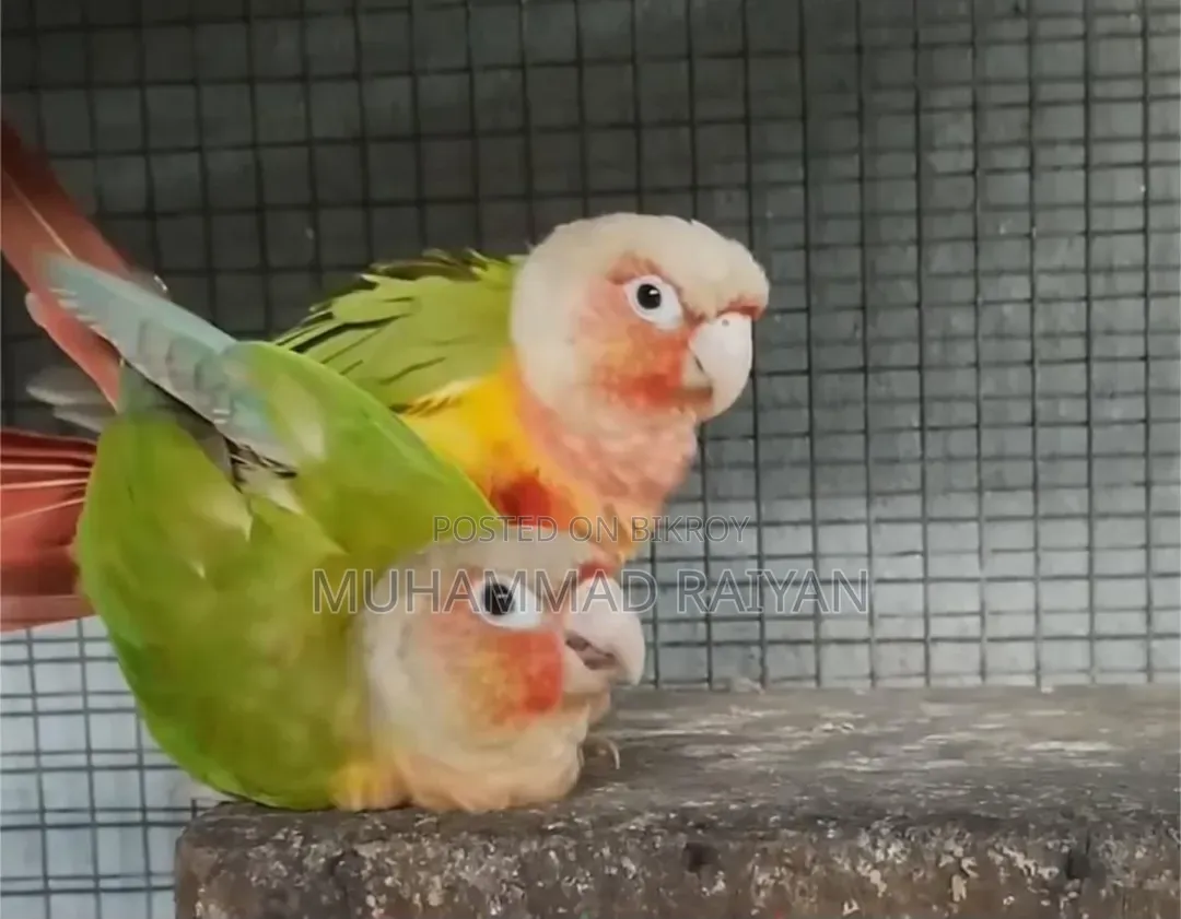 পাইনাপেল কুনুর ডাবল রেড ফ্যাক্টর হাই মিউটেশন
