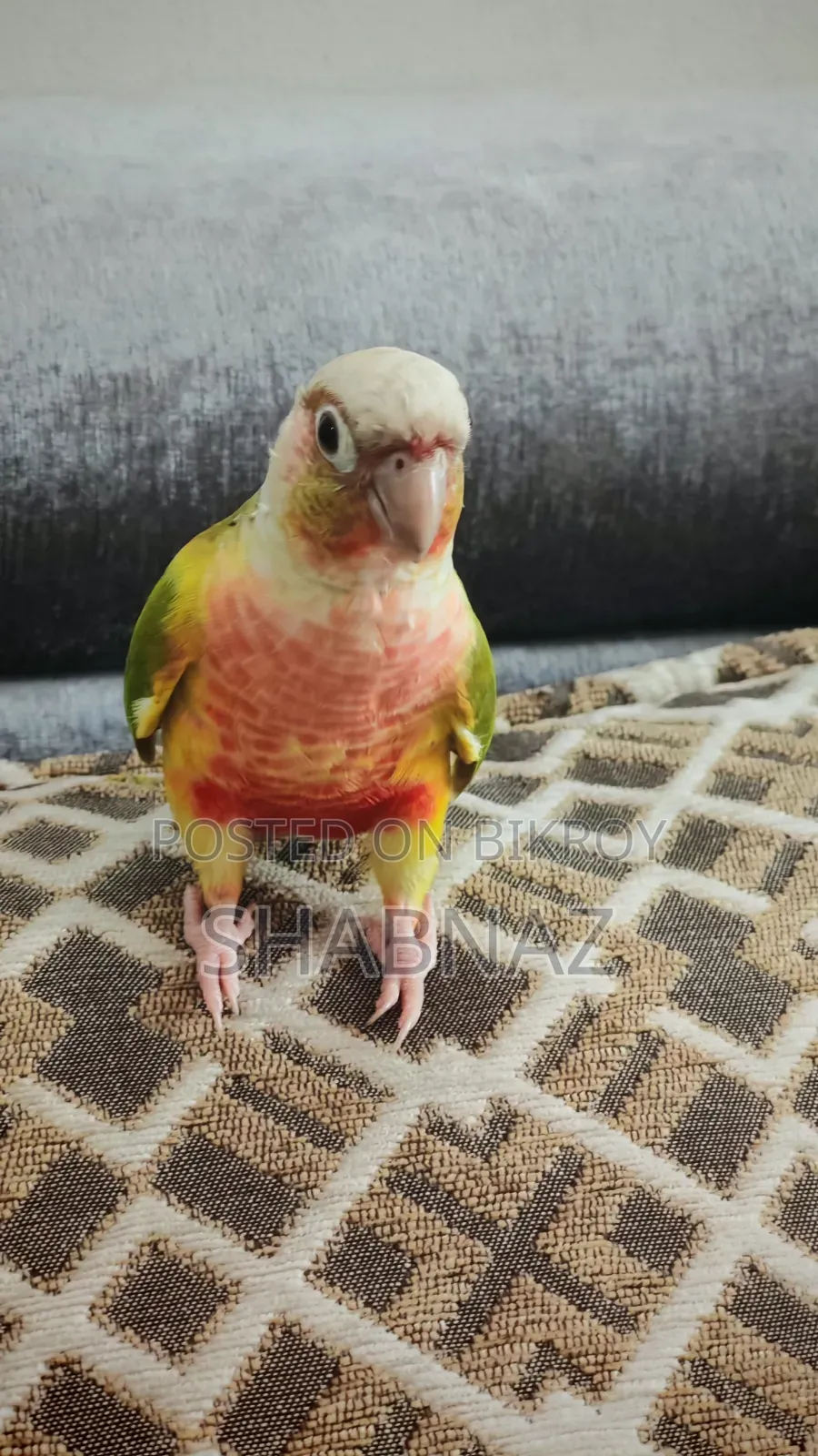 Pineapple Conure - Tame Bird