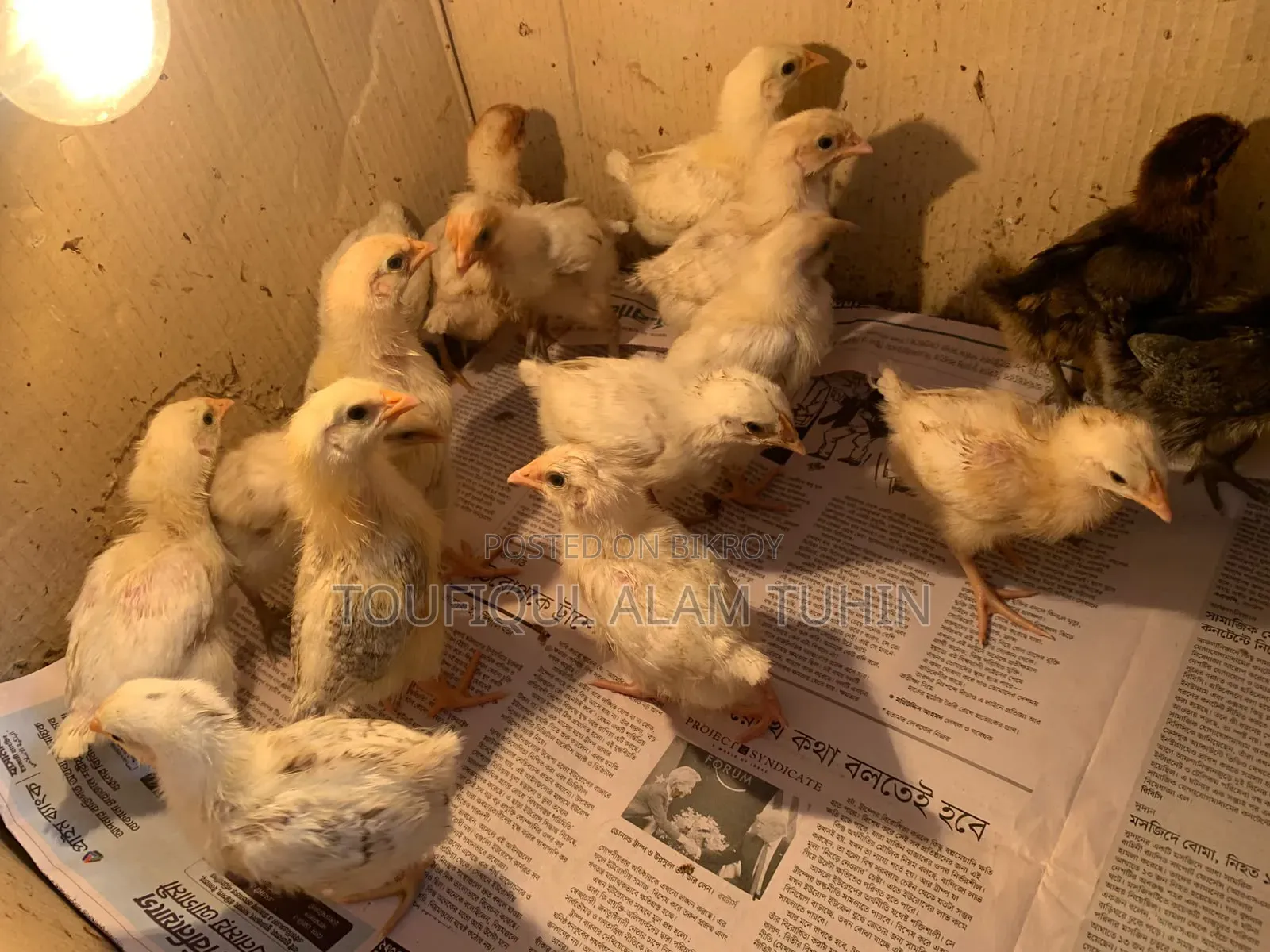 লেয়ার ও ফাউমি ক্রস বাচ্চা বিক্রয় করা হবে