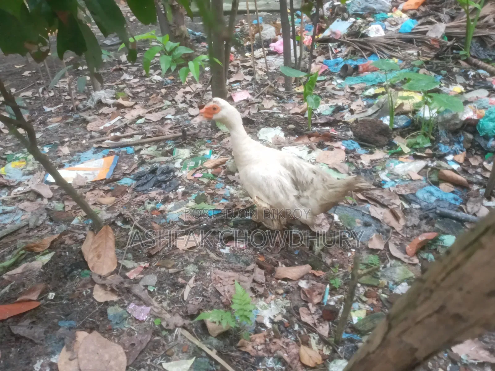 Chinese Duck Running