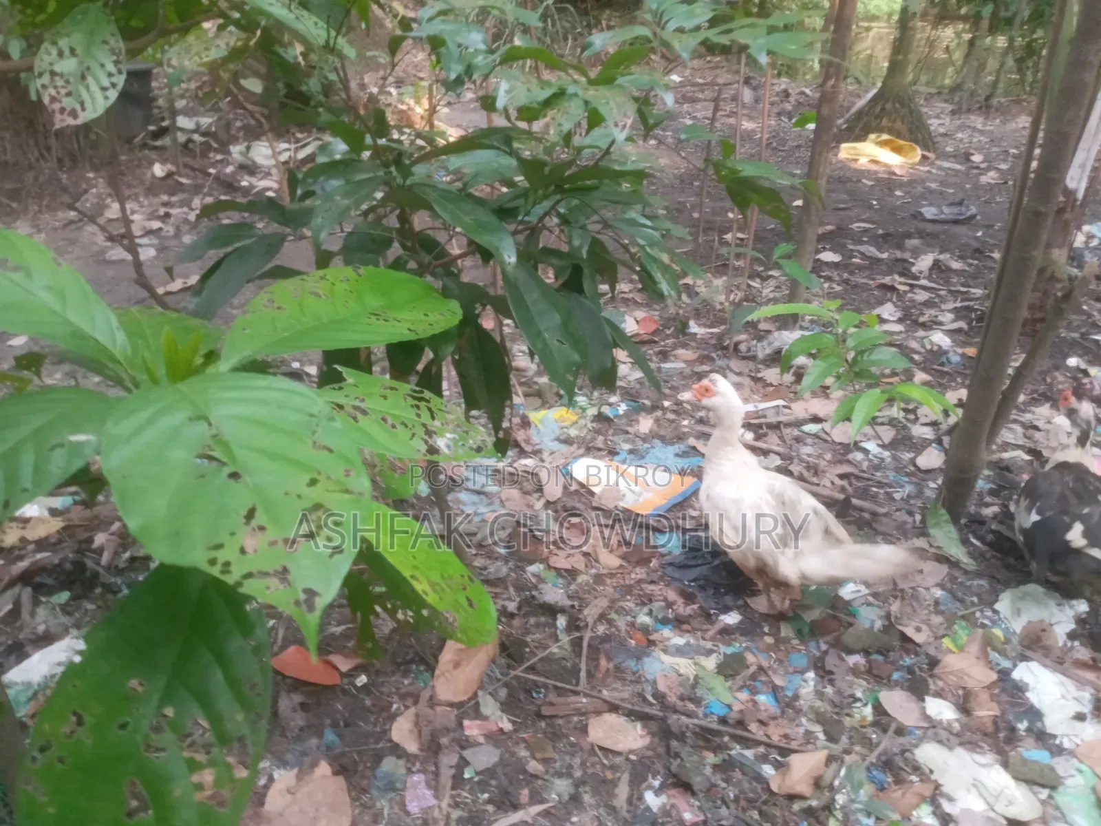 Chinese Duck Running