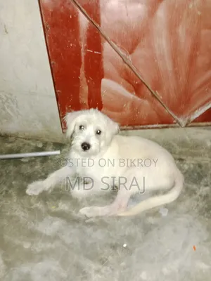 3-6 Months Male Mixed Breed Dog
