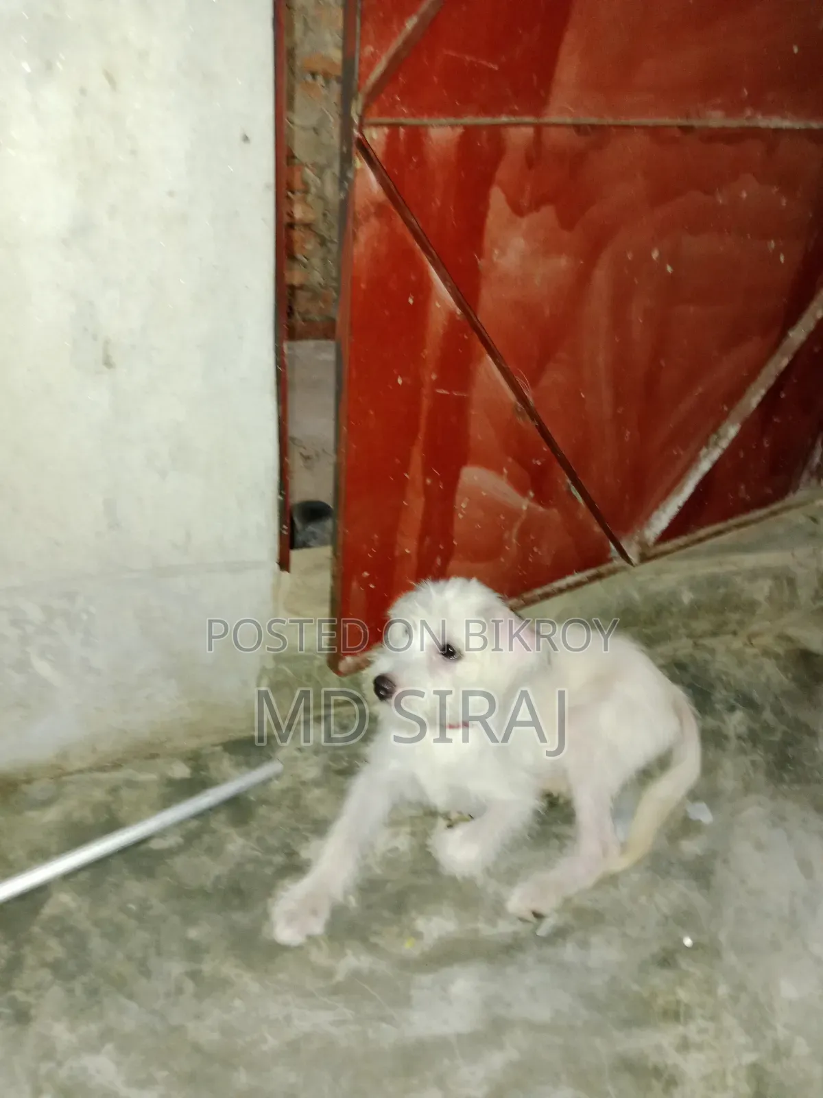 3-6 Months Male Mixed Breed Dog