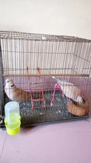Australian Dove