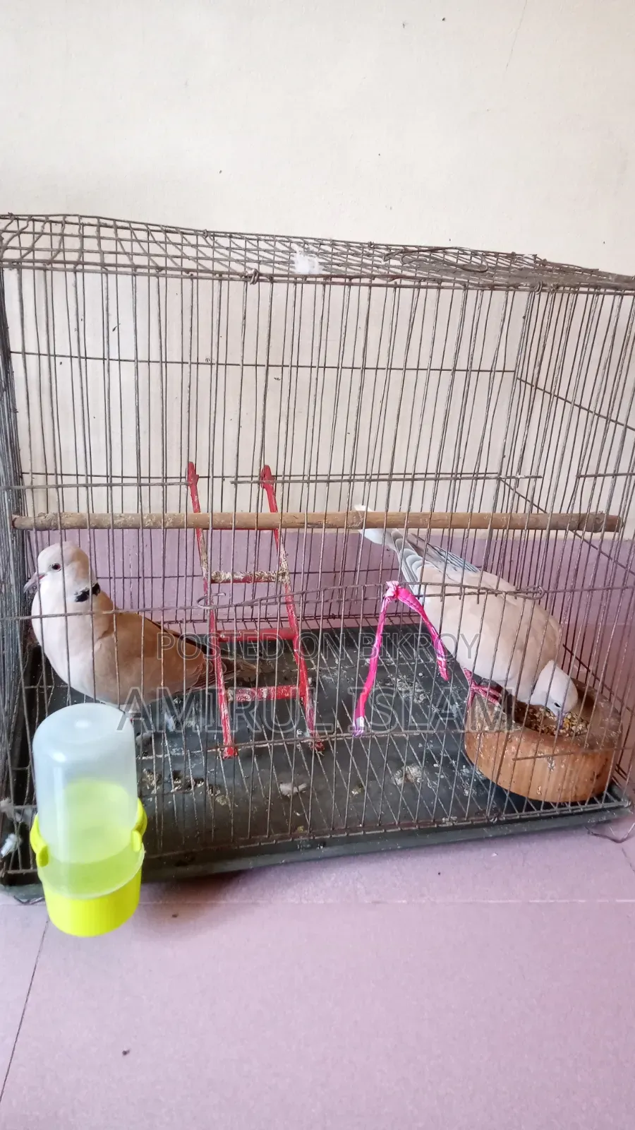 Australian Dove