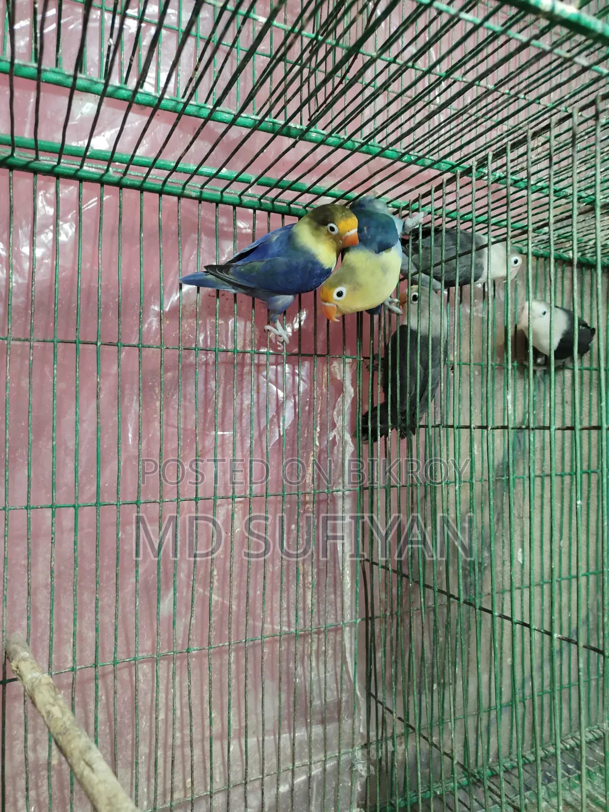 Per Blue Love Bird Running