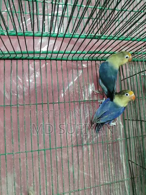 Per Blue Love Bird Running