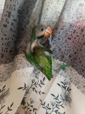 Parrot Baby