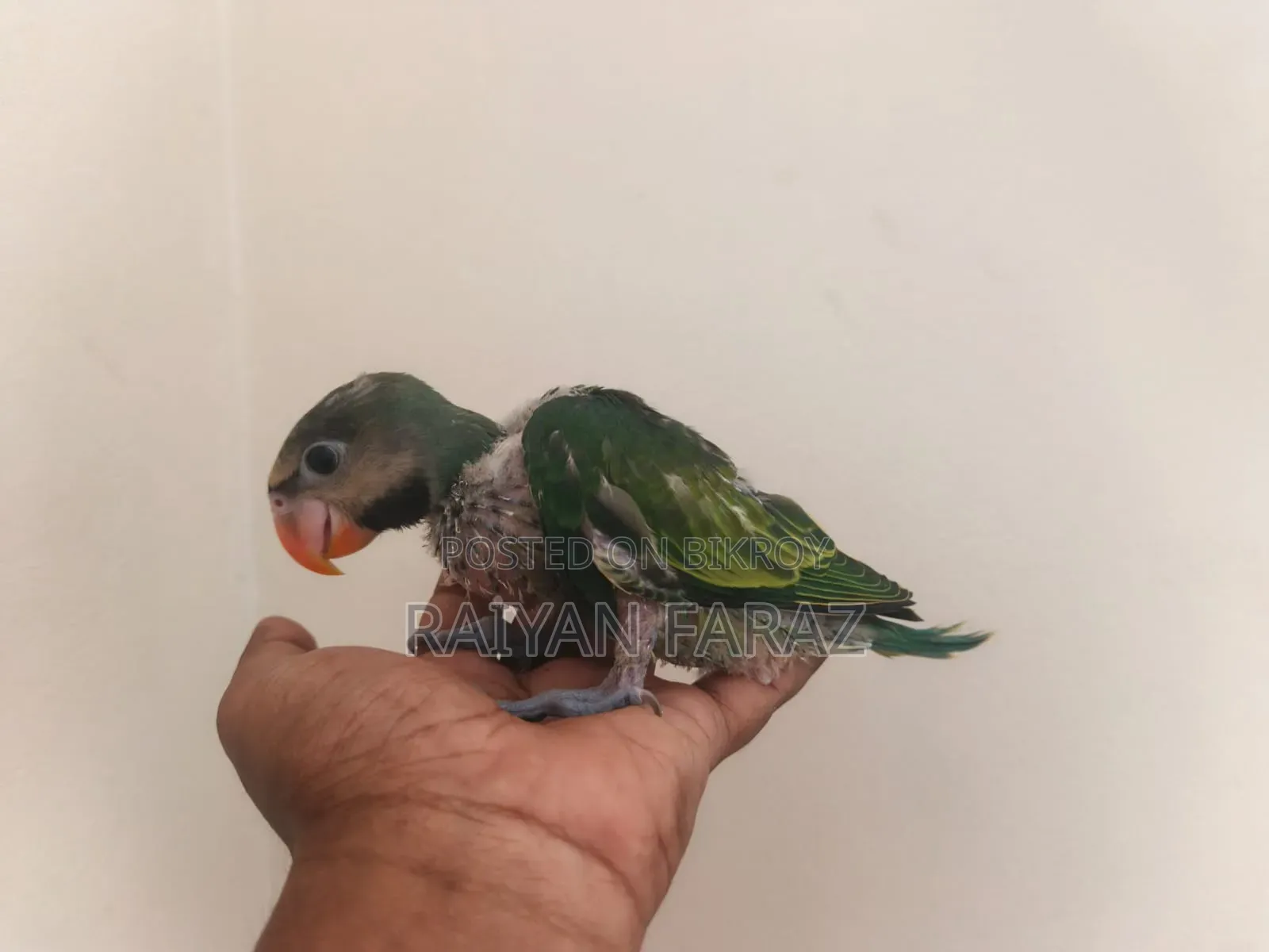 Parrot Baby