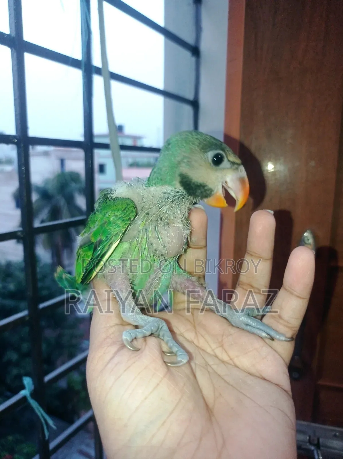 Parrot Baby