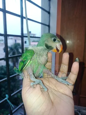 Parrot Baby