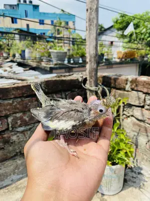 Tame Cockatiel Bird