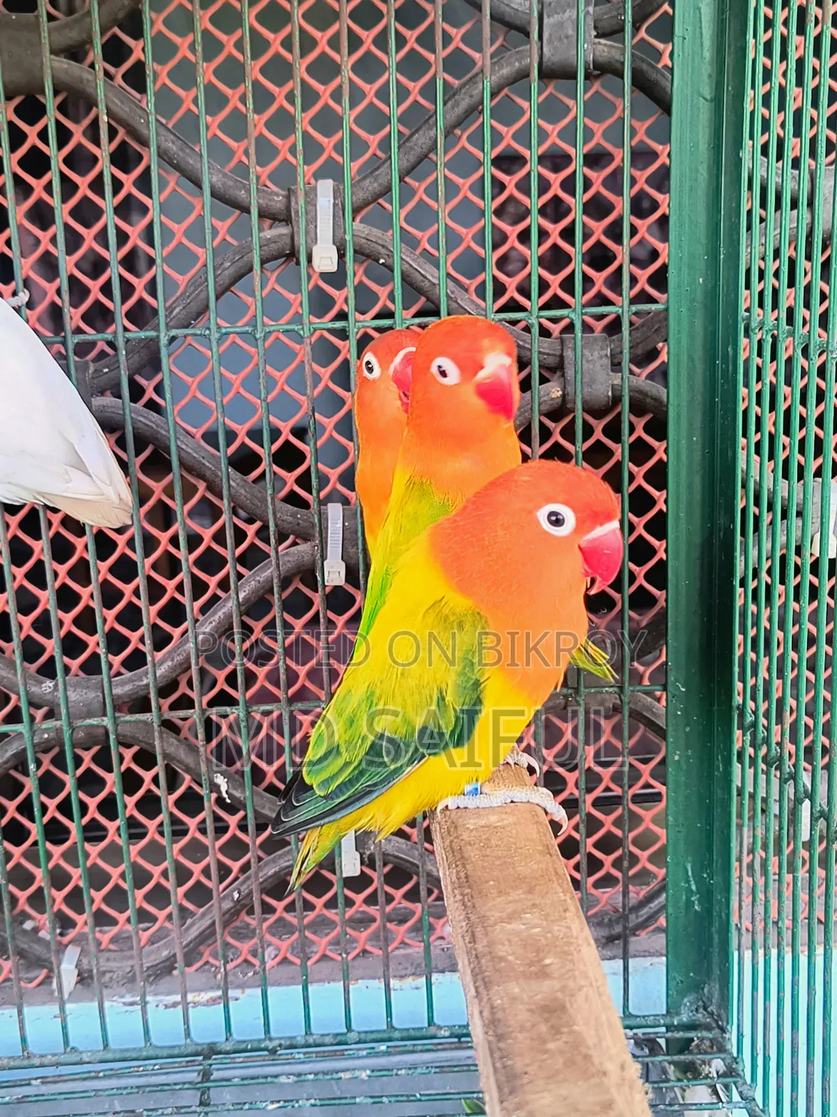 Lovebird Green Euwing Opaline