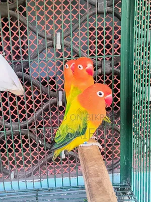 Lovebird Green Euwing Opaline